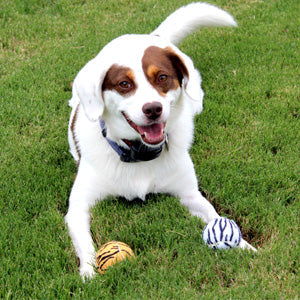 Dog Balls
